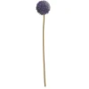 Bloem Allium Paars